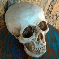Cranio Caveira Resina Tamanho Real Anatomia Humana Decoração Cor Natural Foto mini 4