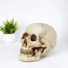 Cranio Caveira Resina Tamanho Real Anatomia Humana Decoração Cor Natural Foto mini 3