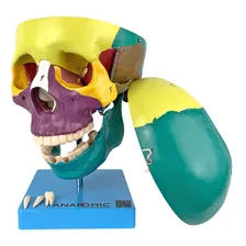 Crânio Didático Colorido Em 5 Partes - Anatomic Tgd-0102-a Foto mini 2