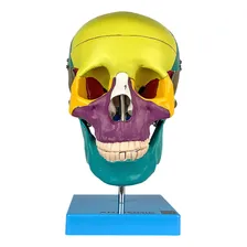 Crânio Didático Colorido Em 5 Partes - Anatomic Tgd-0102-a Foto mini 1