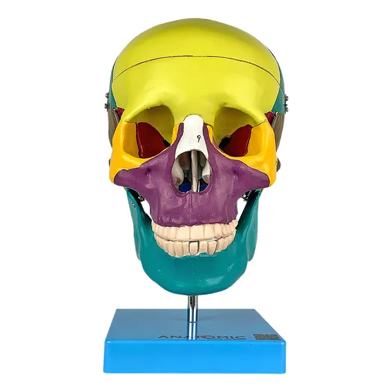 Crânio Didático Colorido Em 5 Partes - Anatomic Tgd-0102-a Foto 1