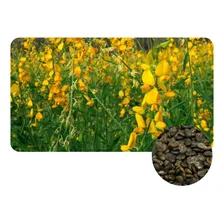Crotalaria Juncea Sementes 7kg Foto  mini 1