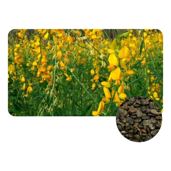 Crotalaria Juncea Sementes 7kg Foto 1