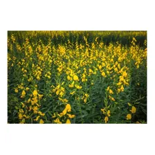 Crotalaria Juncea Sementes 7kg Foto mini 4