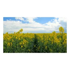 Crotalaria Spectabilis Sementes 5kg Foto mini 4