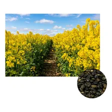 Crotalaria Spectabilis Sementes 5kg Foto  mini 1