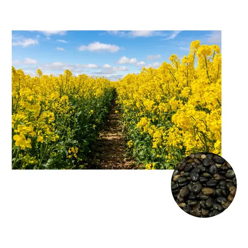 Crotalaria Spectabilis Sementes 5kg Foto 1