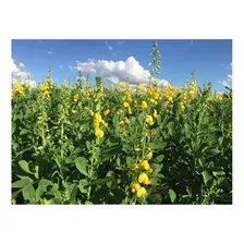 Crotalaria Spectabilis Sementes 5kg Foto mini  3