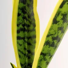 Espada De São Jorge Planta Artificial Para Vaso Flor Foto mini  2
