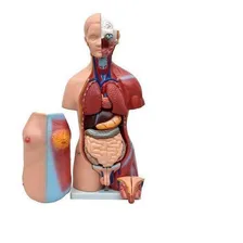 Esqueleto 85 Cm+torso Bissexual Abertura Nas Costas 45cm Foto mini 2