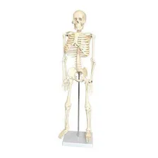 Esqueleto 85 Cm+torso Bissexual Abertura Nas Costas 45cm Foto mini 3