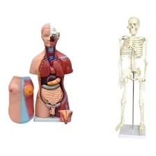 Esqueleto 85 Cm+torso Bissexual Abertura Nas Costas 45cm Foto mini 1