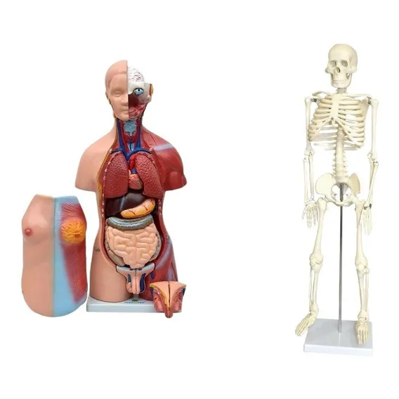 Esqueleto 85 Cm+torso Bissexual Abertura Nas Costas 45cm Foto 1