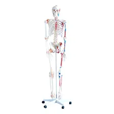Esqueleto Com Musculos E Ligamentos - 180cm Foto  mini 1