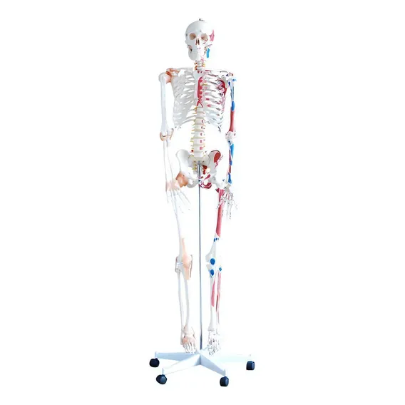 Esqueleto Com Musculos E Ligamentos - 180cm Foto 1