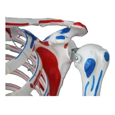 Esqueleto Com Musculos E Ligamentos - 180cm Foto mini 4