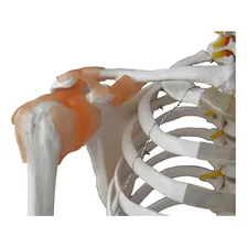 Esqueleto Com Musculos E Ligamentos - 180cm Foto mini  3