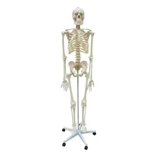 Esqueleto Humano 168 Cm, Coluna Flexível, Suporte,base Rodas Foto mini 1