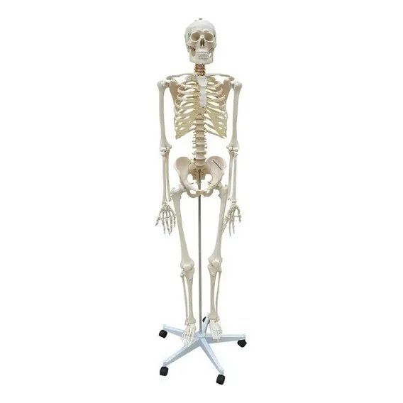 Esqueleto Humano 168 Cm, Coluna Flexível, Suporte,base Rodas Foto 1