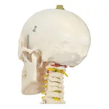 Esqueleto Humano 168 Cm, Coluna Flexível, Suporte,base Rodas Foto mini 3