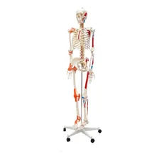Esqueleto Humano 1,70 Cm Articulação Inserções Muscular Foto  mini 1