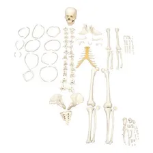 Esqueleto Humano Desarticulado Tam. Natural, Anatomia Foto  mini 1