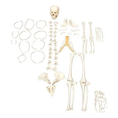 Esqueleto Humano Desarticulado Tam. Natural, Anatomia Foto 1