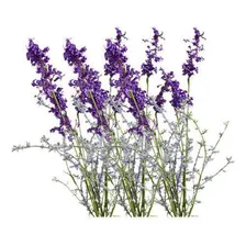 Essência Aromática Concentrada Hidrossolúvel Alfazema 100 Foto mini  2
