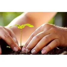 Esterco De Gado - Adubo Orgânico - Jardinagem - 40 Litros Foto mini 4