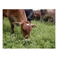 Estilosante Campo Grande Recupera Pastagens- 10 Kg Sementes Foto mini 1