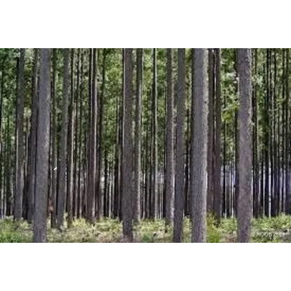 Eucalipto Cloeziana 2g De Sementes Produz 90 / 100 Mudas Foto 1