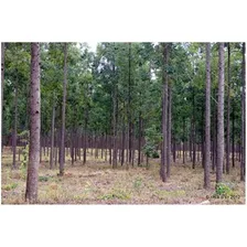 Eucalipto Cloeziana - 50g Capaz De Produzir 3.000 Mudas Foto mini 1
