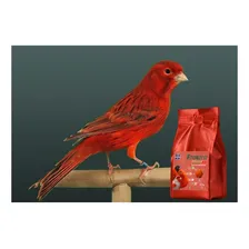 Farinatta Intensive Red 500g Canarios Vermelho Amgercal Foto mini 4