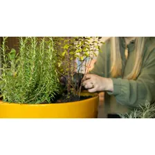 Favorita substrato pó de coco kokostec 3 para hortas e jardim 25 l Foto mini 4