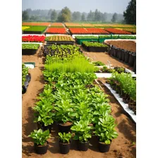 Fertilizante Farinha De Osso 1kg - Ultra Verde Foto mini 2