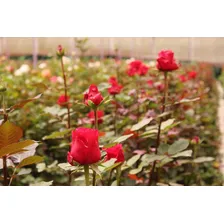 Fertilizante Liquido Flores - 100ml Foto mini 4