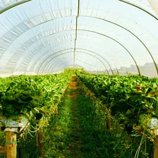Filme Plastico Para Estufa Agricola 2m X 10m - 200 Micras Foto mini  3