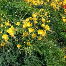 Flamboyant Mirim Amarelo P/ Mudas SÃtio Chácara 50 Sementes Foto mini 3