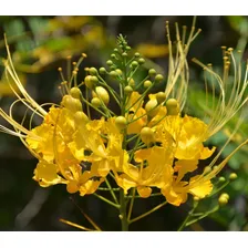 Flamboyant Mirim Amarelo P/ Mudas SÃtio Chácara 50 Sementes Foto mini 4