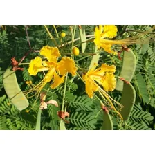 Flamboyant Mirim Amarelo P/ Mudas SÃtio Chácara 50 Sementes Foto mini 2