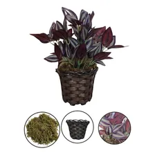 Folhagem Decorativa Planta Artificial Realista Vaso Enfeite Foto mini  3