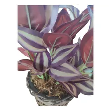 Folhagem Decorativa Planta Artificial Realista Vaso Enfeite Foto mini 4