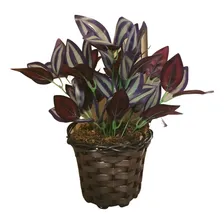 Folhagem Decorativa Planta Artificial Realista Vaso Enfeite Foto  mini 1
