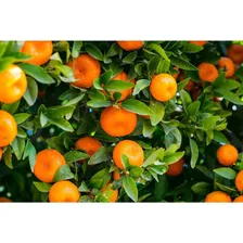 Forth Frutas 3kg Fertilizante Adubo Pomar- Forth Jardim Foto mini 2