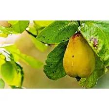 Forth Frutas 3kg Fertilizante Adubo Pomar- Forth Jardim Foto mini 3