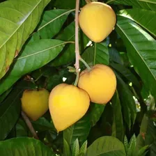 Fruta Fresca Canistel - Apronta Foto mini  3