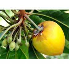 Fruta Fresca Canistel - Apronta Foto mini  2