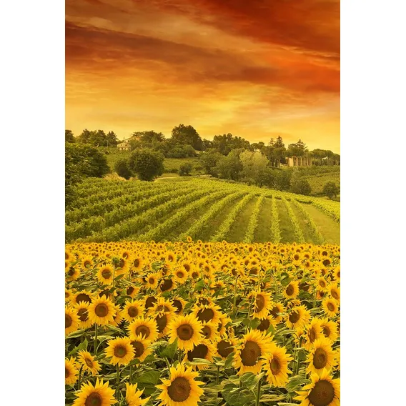 Fundo Fotográfico Tecido Campo De Girassóis 1,50m X 2,20m Desenho Impresso Girassol Foto 1