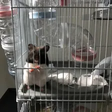 Gaiola Labirinto Safari P Hamster Roedores American Pets Cor Azul-claro Foto mini 3