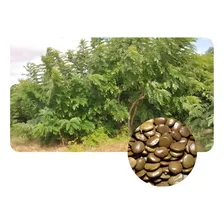 Gliricídia 100 Sementes + 500g De Mucuna Preta Foto mini 1